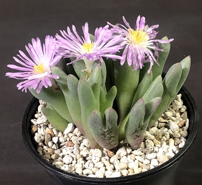 ブランダム ARM.985　blandum ARM.985　　 コノフィツム 　Conophytum 　多肉植物_画像1