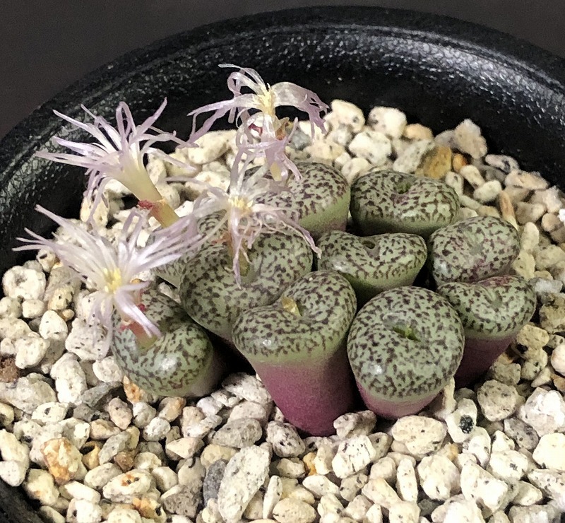 スタイネリ　obcordellum ”stayneri”　　 コノフィツム 　Conophytum 　多肉植物_画像2