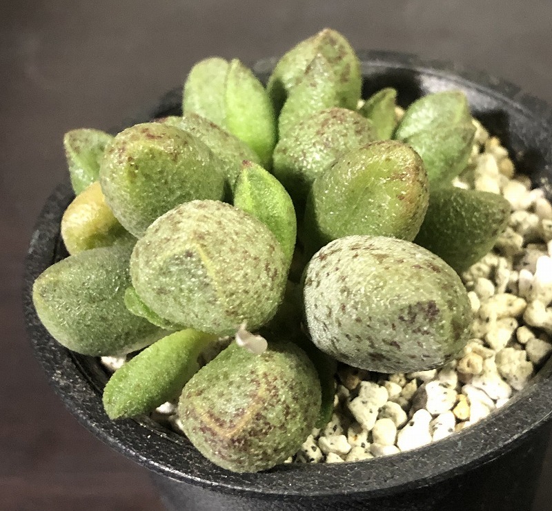 マリアニアエ交配　２鉢セット　 Adromischus marianiae hyb.　　 コノフィツム 　Conophytum 　多肉植物_画像6