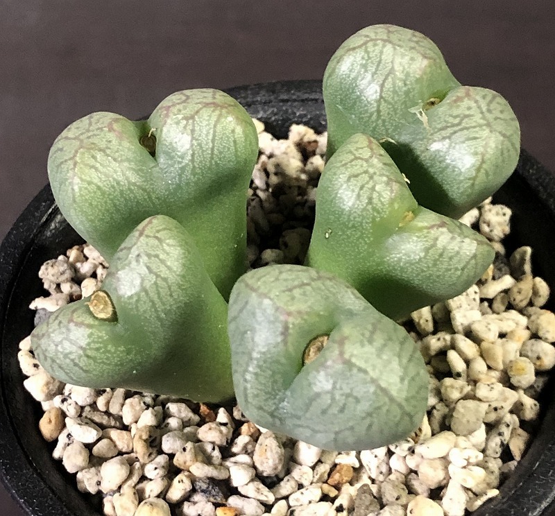 エクティプム×ビロブム(緑肌)　ectypum ×　bilobum(green body)　　 コノフィツム 　Conophytum 　多肉植物_画像1