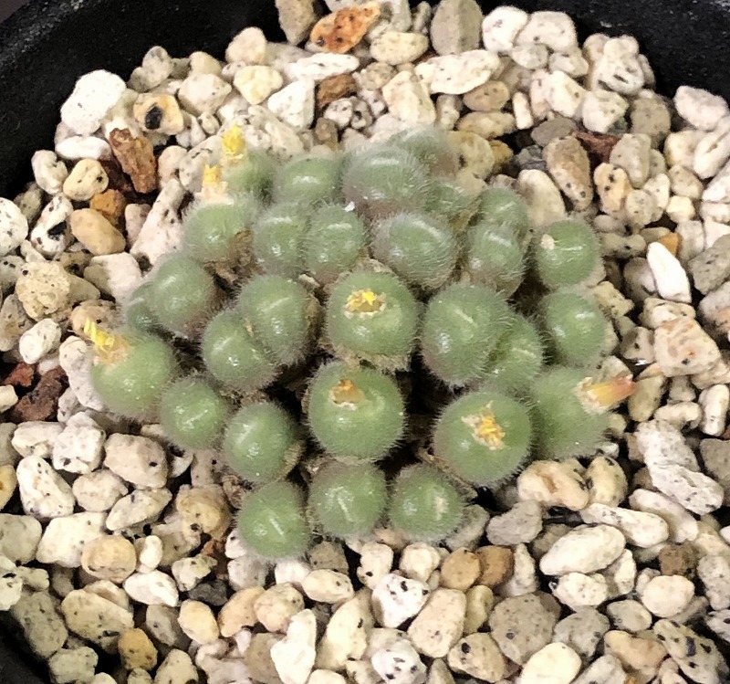 ステファニー　stephanii　　 コノフィツム 　Conophytum 　多肉植物_画像1