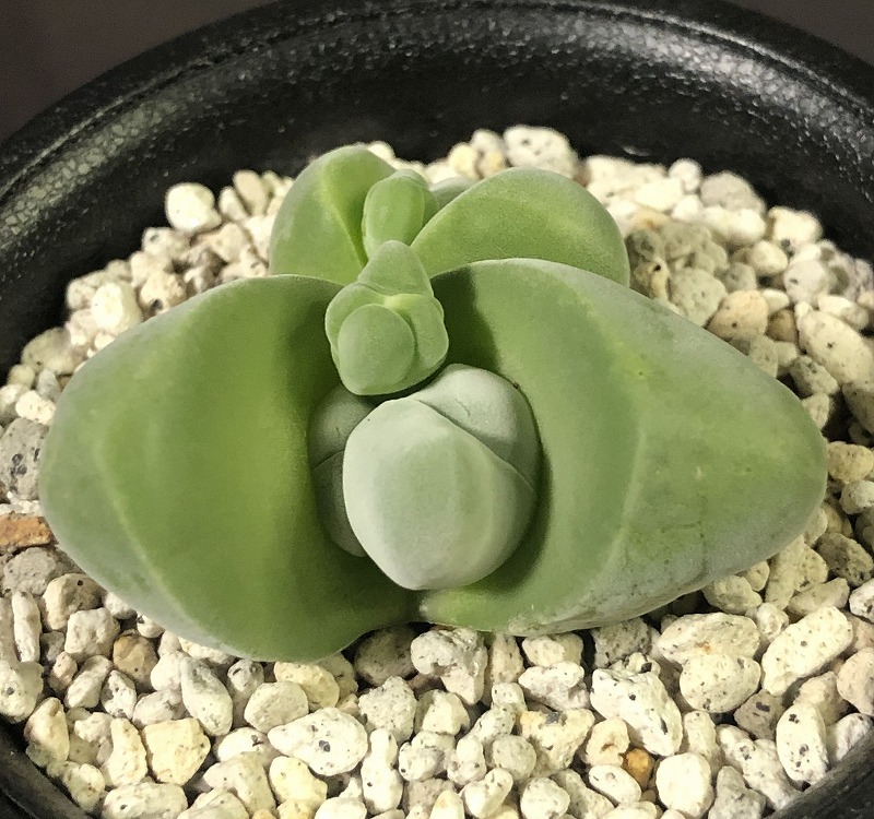 白花無比玉　＆　無比玉　２鉢セット　Gibbaeum dispar v.'white flower' & Gibbaeum dispar　ギバエウム　多肉植物_画像3