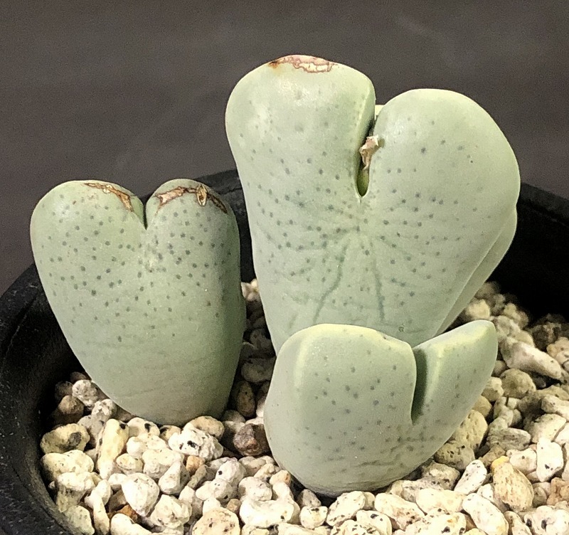 エルニアナム taylorianum ssp.ernianum MG1456.1　　 コノフィツム 　Conophytum 　多肉植物_画像2