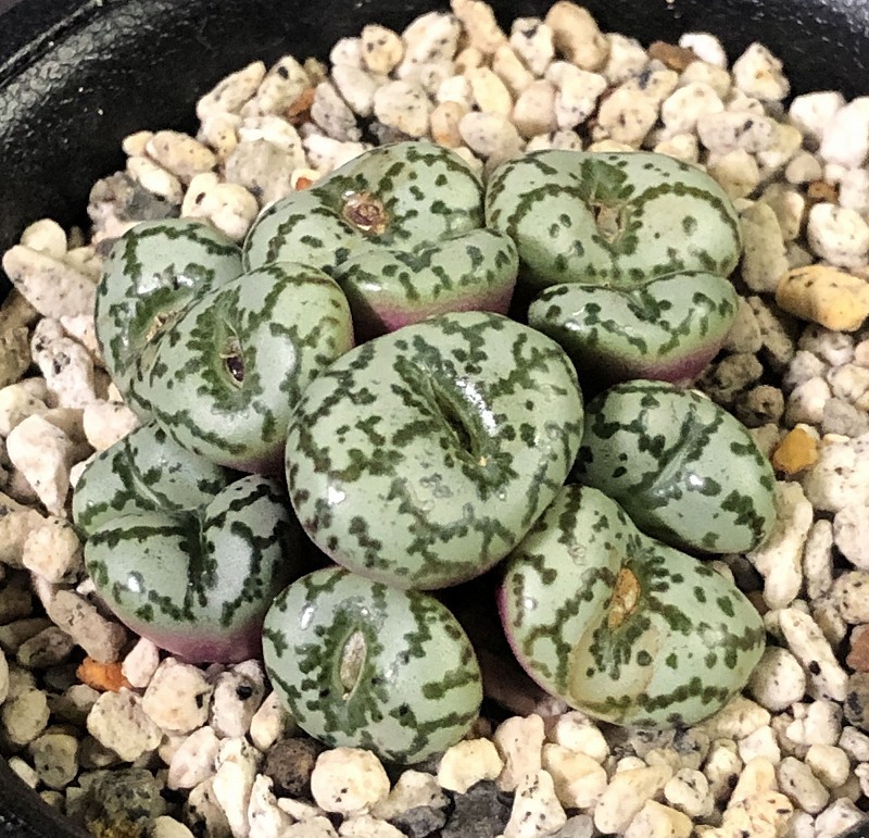 ウルスプルンギアヌム TS603 ursprungianum Lokenberg 　　 コノフィツム 　Conophytum 　多肉植物_画像1