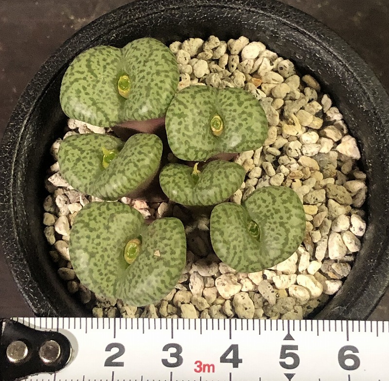 セレシアナム　ceresianum　　 コノフィツム 　Conophytum 　多肉植物_画像5