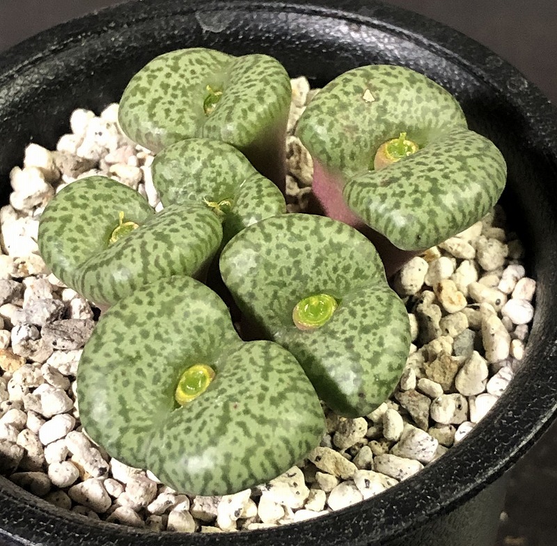 セレシアナム　ceresianum　　 コノフィツム 　Conophytum 　多肉植物_画像1