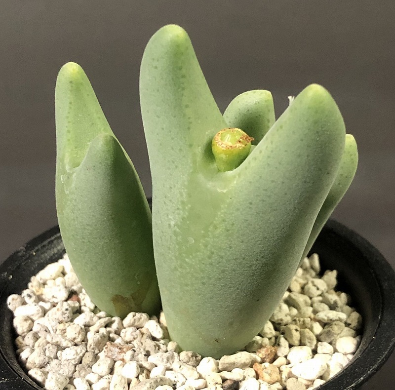 白花ビロバム　bilobum PV1115 umdaus　　 コノフィツム 　Conophytum 　多肉植物_画像2