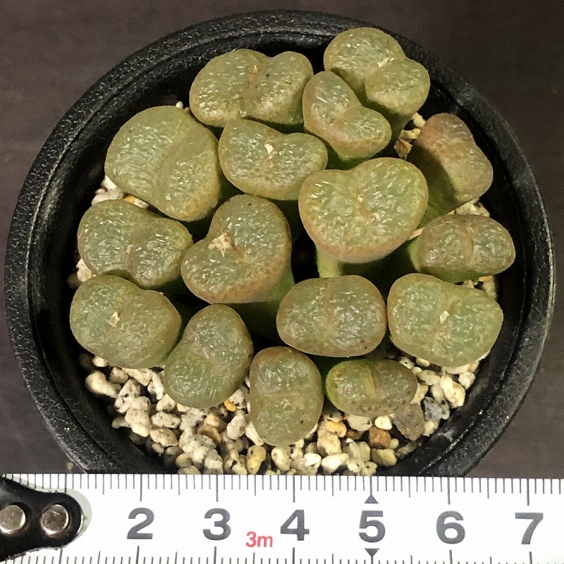 リトプソイデス × コウベルゲンセ　lithopsoides × lithopsoides ssp.koubergense　　 コノフィツム 　Conophytum 　多肉植物_画像4