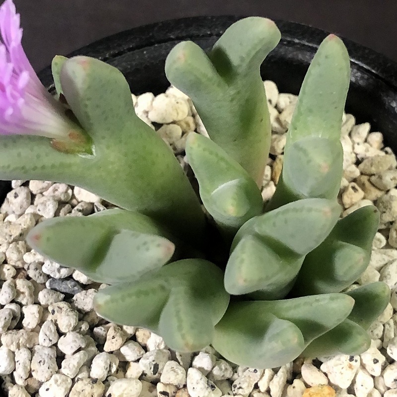 ブランダム ARM.985　blandum ARM.985　　 コノフィツム 　Conophytum 　多肉植物_画像3