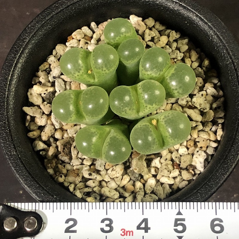 リンピダム(ナミエス)　linpidum LAV.1422 Namies　　 コノフィツム 　Conophytum 　多肉植物_画像5