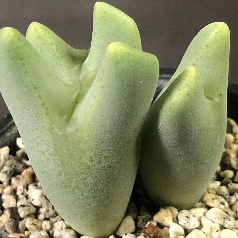 白花ビロバム　bilobum PV1115 umdaus　　 コノフィツム 　Conophytum 　多肉植物_画像3