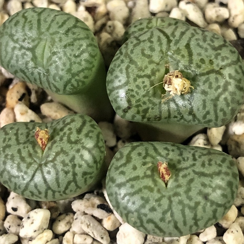 ウィッテベルゲンセ(PV913) Wittebergense MG1472.1 PV913 Matjiesfontein　　 コノフィツム 　Conophytum 　多肉植物_画像4