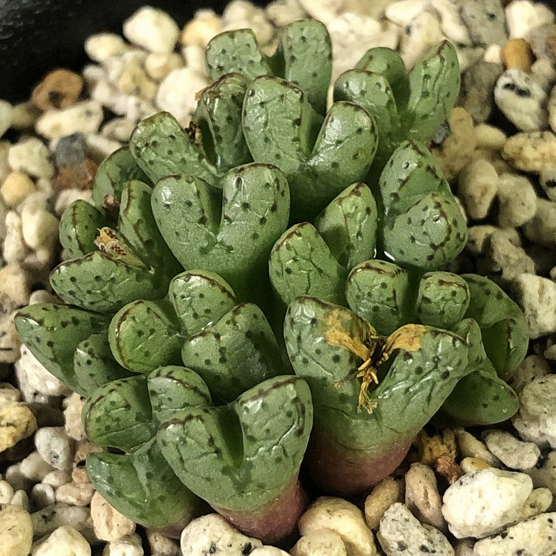 ヘレナエ　helenae　　 コノフィツム 　Conophytum 　多肉植物_画像3