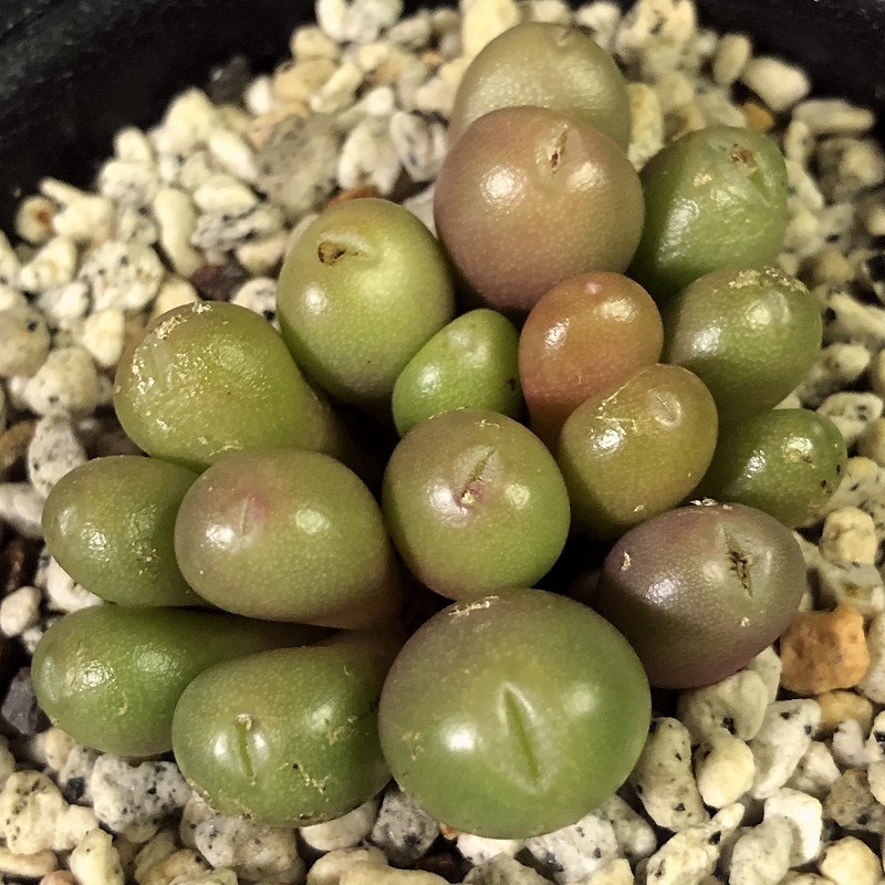 ブルンネウム　brunneum CR1141 near Nuwerus　　 コノフィツム 　Conophytum 　多肉植物_画像3