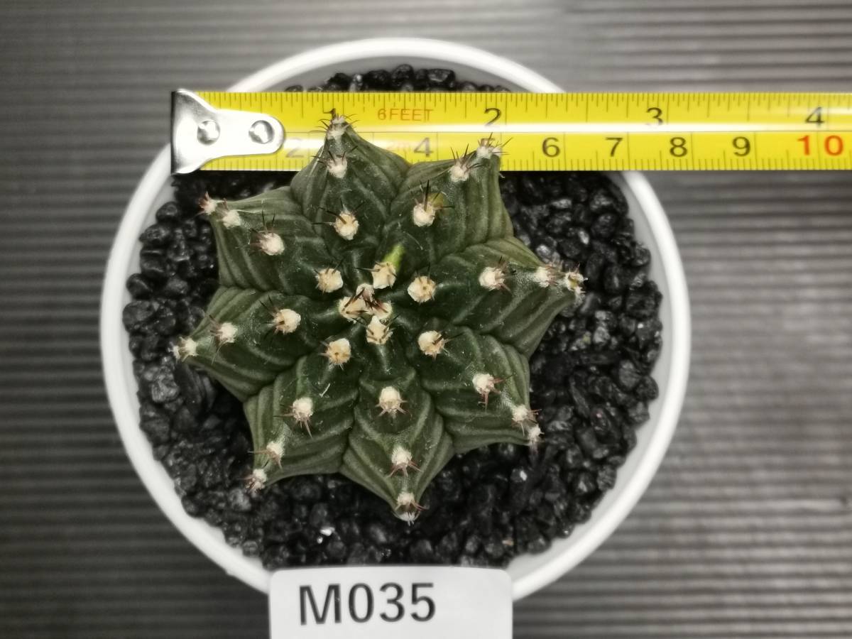 M035 同梱可 ギムノカリキウム Gymnocalycium T-REX 実生 多肉植物 サボテン_画像2