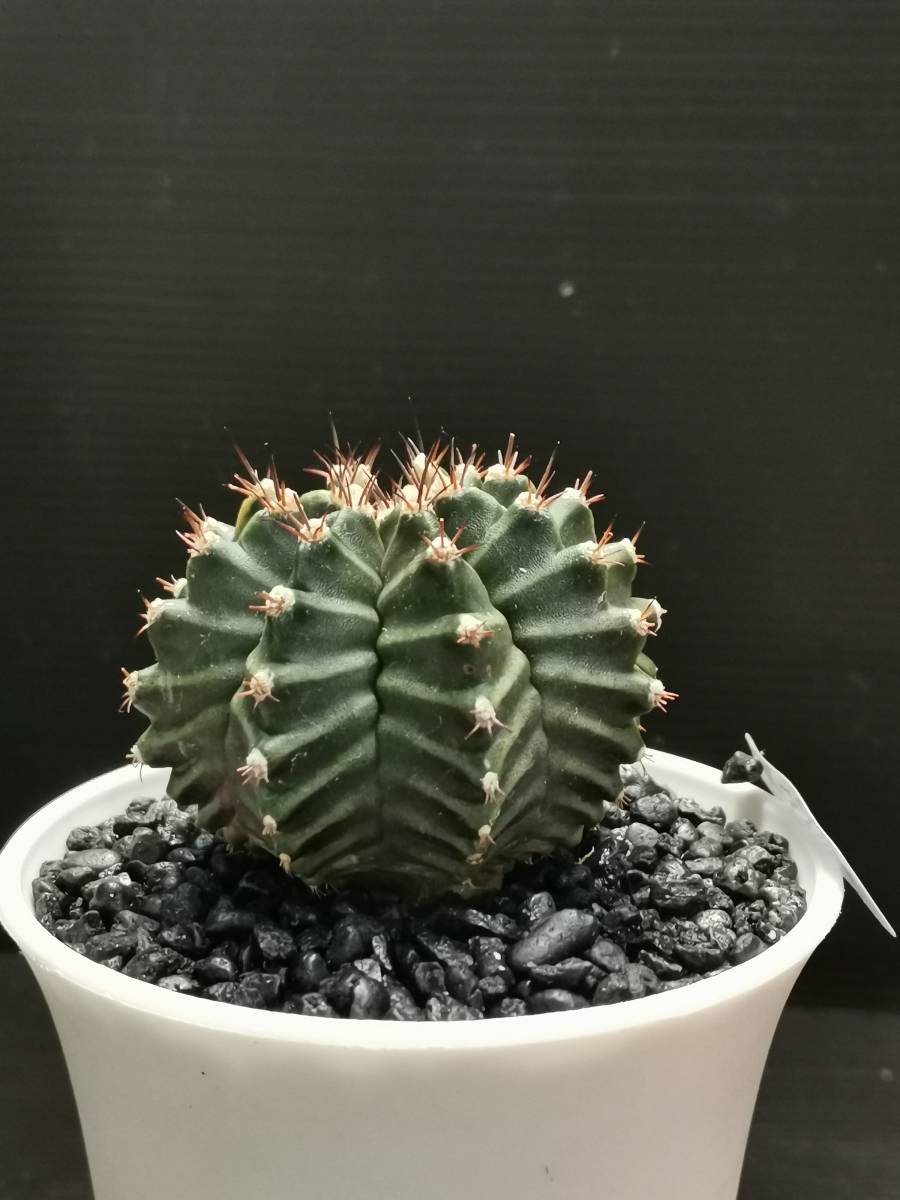 M035 同梱可 ギムノカリキウム Gymnocalycium T-REX 実生 多肉植物 サボテン_画像6