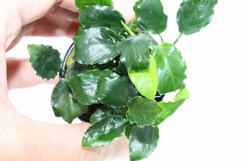 [ water plants ] great special price ultra rare kind Anubias sp giraffe [1 pot ](.. water plants )