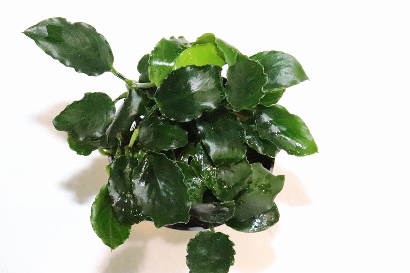 [ water plants ] great special price ultra rare kind Anubias sp giraffe [1 pot ](.. water plants )