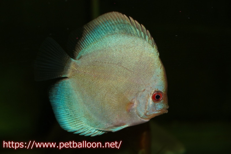 [ discus ] super blue diamond 5 pcs [ sample image ]5-6cm( organism )