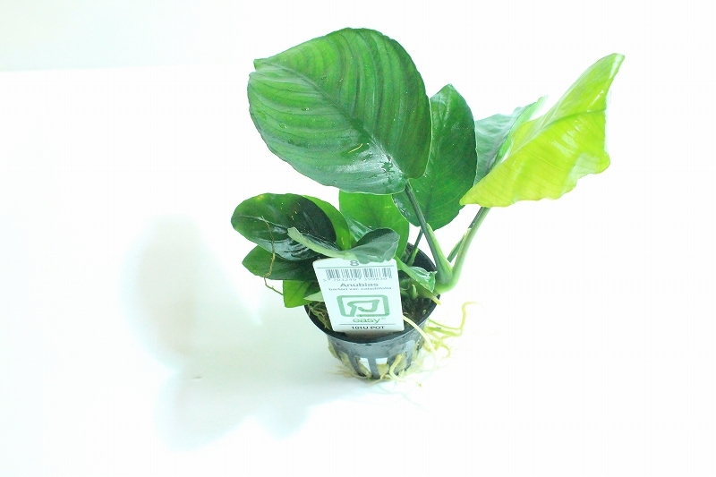 [ water plants ] Toro pika company Anubias * bar Terry kalatifo rear 1705 ( less pesticide )[1 pot ]