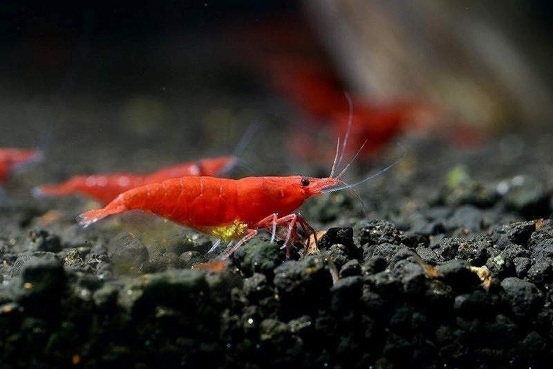 [ shrimp ][ shrimp ][10 pcs ] red fire - shrimp (1.2-1.5cm)