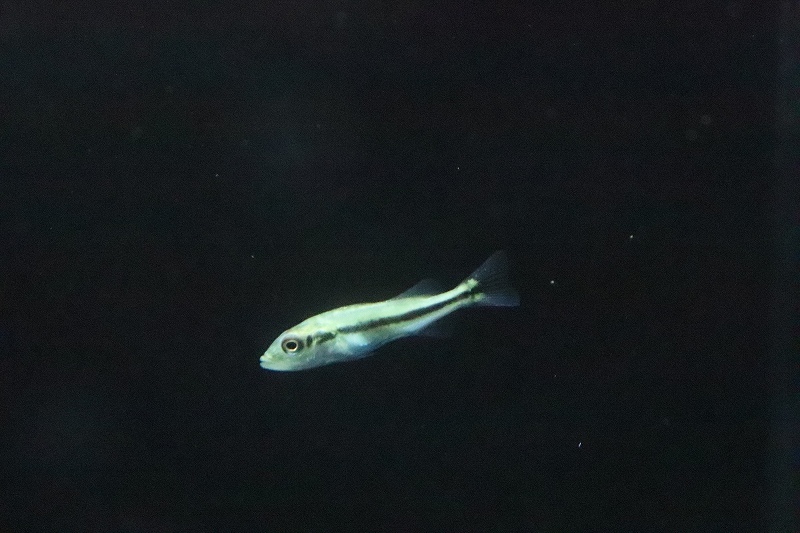 【淡水魚】キクラ インターメディア【１匹 サンプル画像】(±4-5cm)(大型魚)_画像3