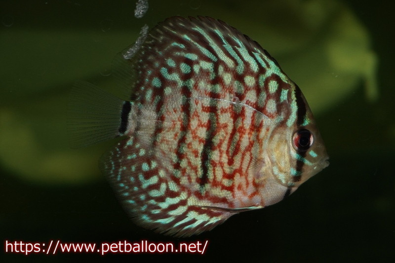 [ discus ] red turquoise (3 bar )3 pcs [ sample image ]5-6cm( organism )