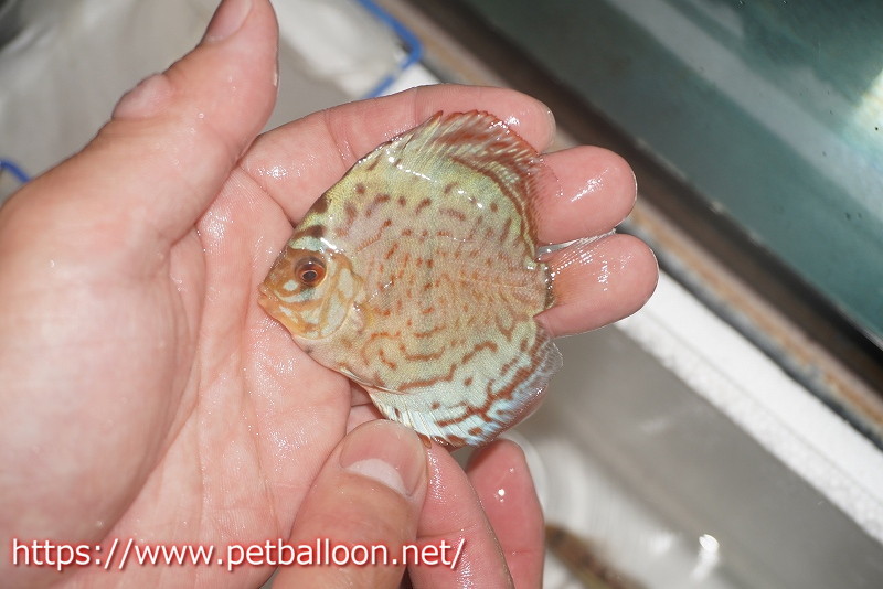 [ discus ] super brilliant 3 pcs [ sample image ]5-6cm( organism )