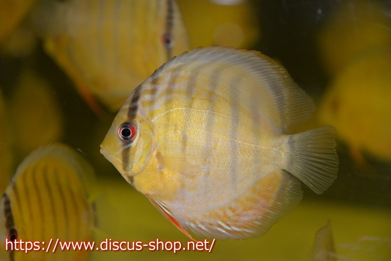 [ wild discus ] upper tefe green [1 pcs ][ sample image ]10cm( organism )