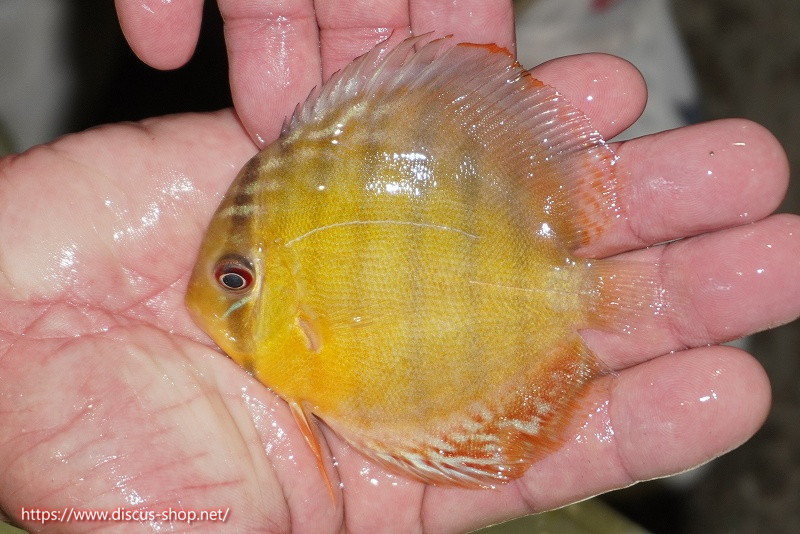 [ wild discus ] upper tefe green [1 pcs ][ sample image ]10cm( organism )