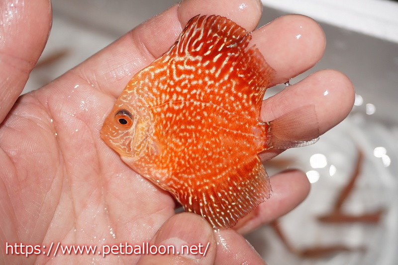 [ discus ] Star dust Polka dot Sune -k1 pcs [ sample image ]5-6cm( organism )