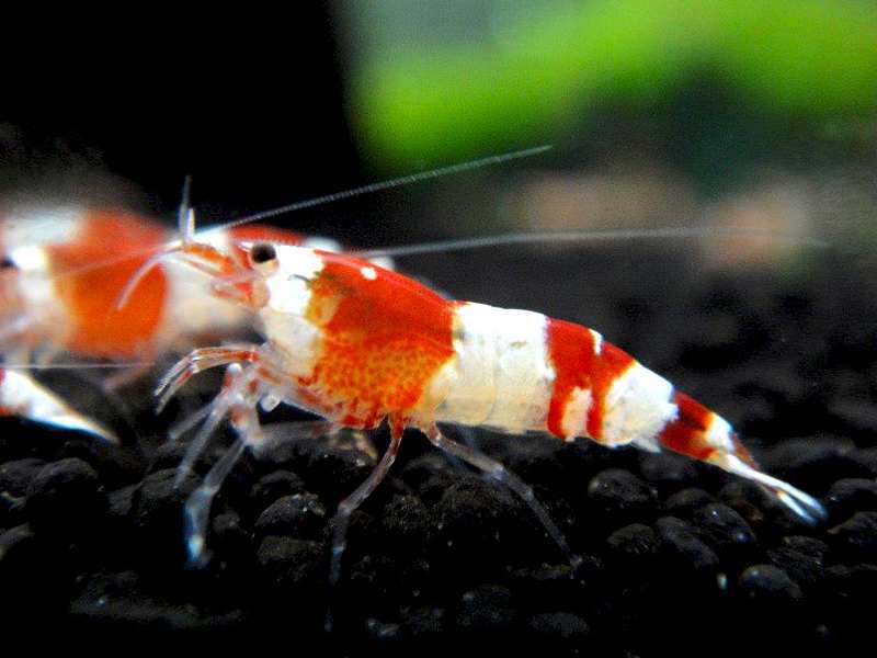 [ shrimp ][ shrimp ][40 pcs ] Red Bee Shrimp band SM size (±1.0cm)