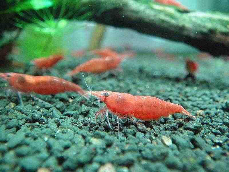 [ shrimp ][ shrimp ][10 pcs ] red fire - shrimp (1.2-1.5cm)