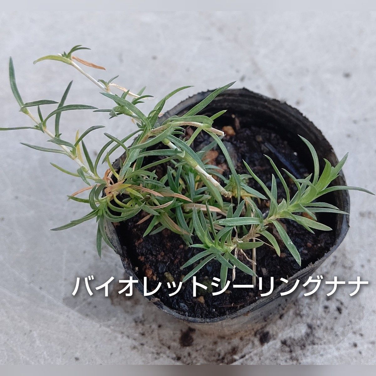 【ネコポス】芝桜 バイオレットシーリングナナ６cmポット苗