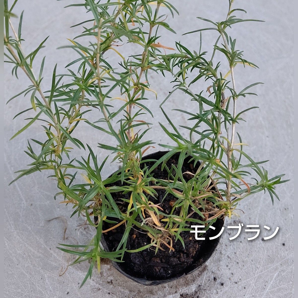 【ネコポス】芝桜 モンブラン６cmポット苗