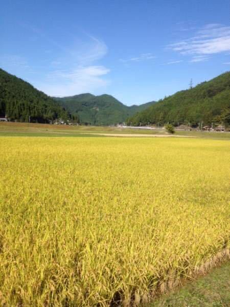 送料無料　新米　有機肥料　京都丹波産コシヒカリ　玄米　5kg （精米可）　令和5年度産美味しいお米 　_神田農場
