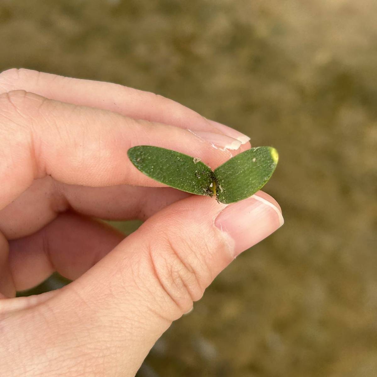 日本初上陸 アフリカの貴重希少なbrunsvigia radula1株_画像2