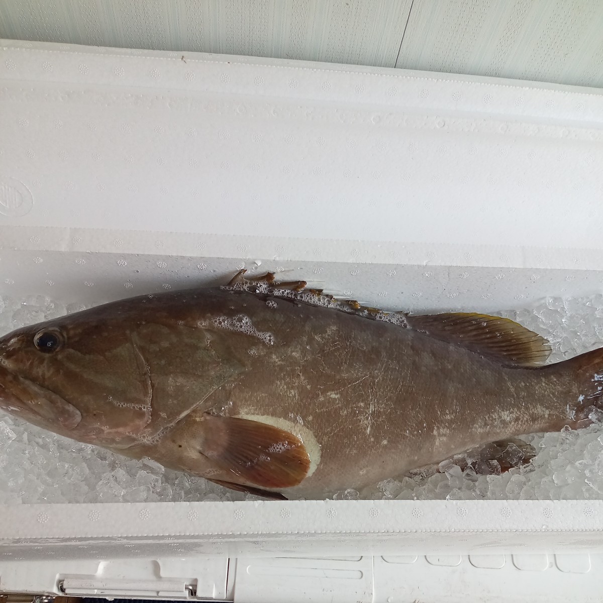 クエ アラ モロコ　超高級魚　2.5キロ　対馬　天然　激安　お得　オススメ　大物　料理　魚_画像1
