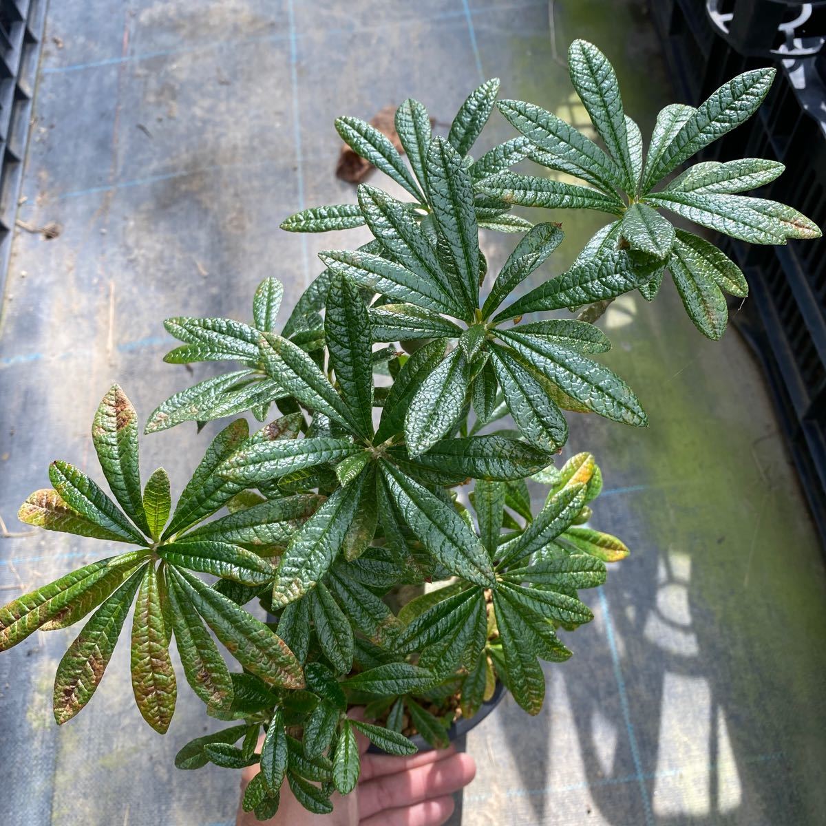 ドルステニアギガス【Dorstenia gigas】5寸苗　高さ約25cm 挿木_画像3
