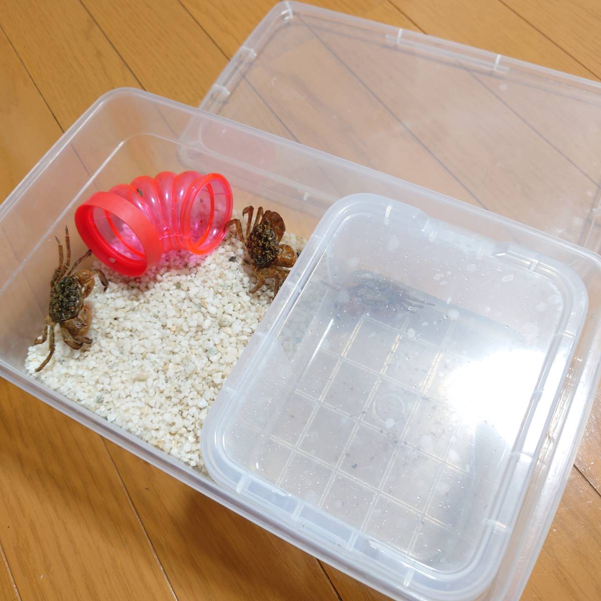 ☆九州産生体、カクベンケイガニ♂3匹飼育セット！これでラストです☆_画像2