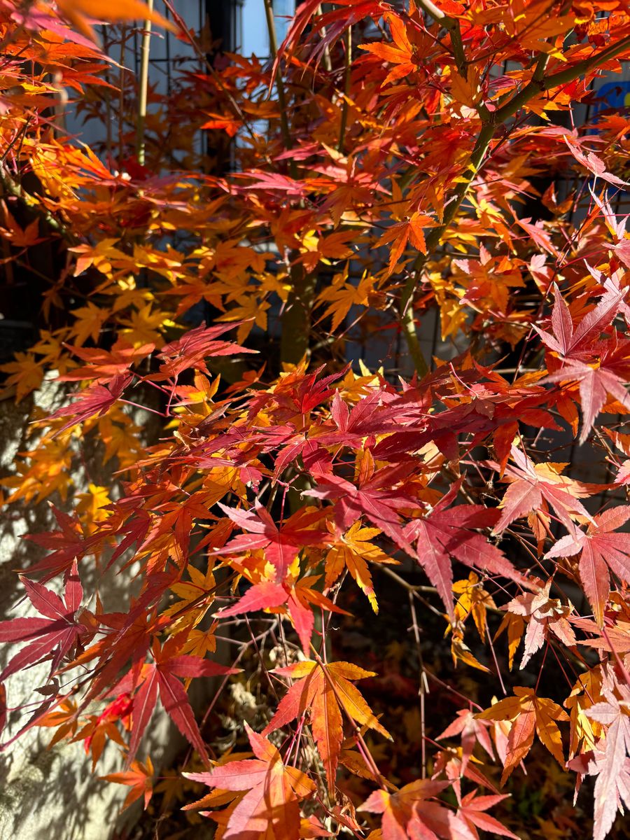 イロハ紅葉・挿し穂５本