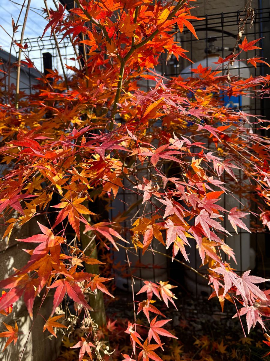 イロハ紅葉・挿し穂５本