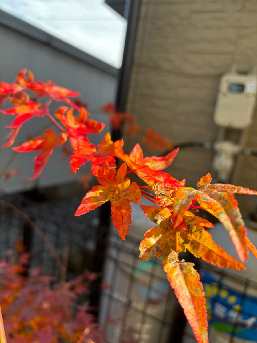 イロハ紅葉・挿し穂５本