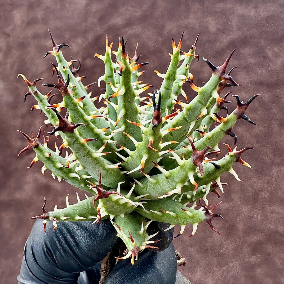 【LJ-PLANTS-22】2 アロエ　エリナケア　黒魔殿　Aloe erinacea★サボテン 黒棘 超綺麗株_画像4