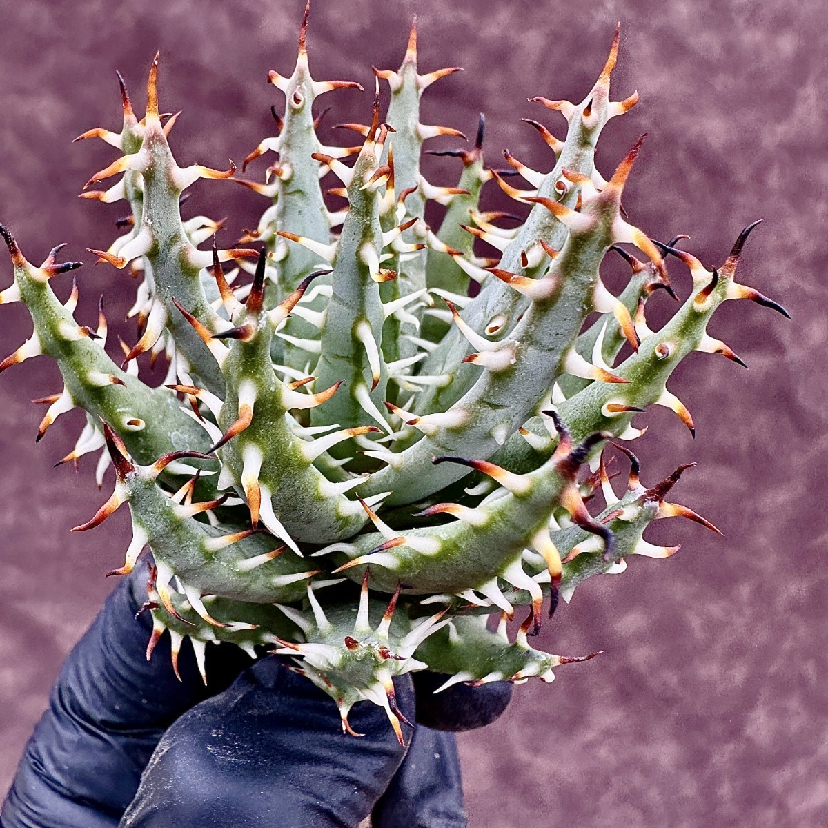 【LJ-PLANTS-28】17 限定株 アロエ　エリナケア 黒魔殿　Aloe erinaceaサボテン 黒棘 綺麗株_画像6