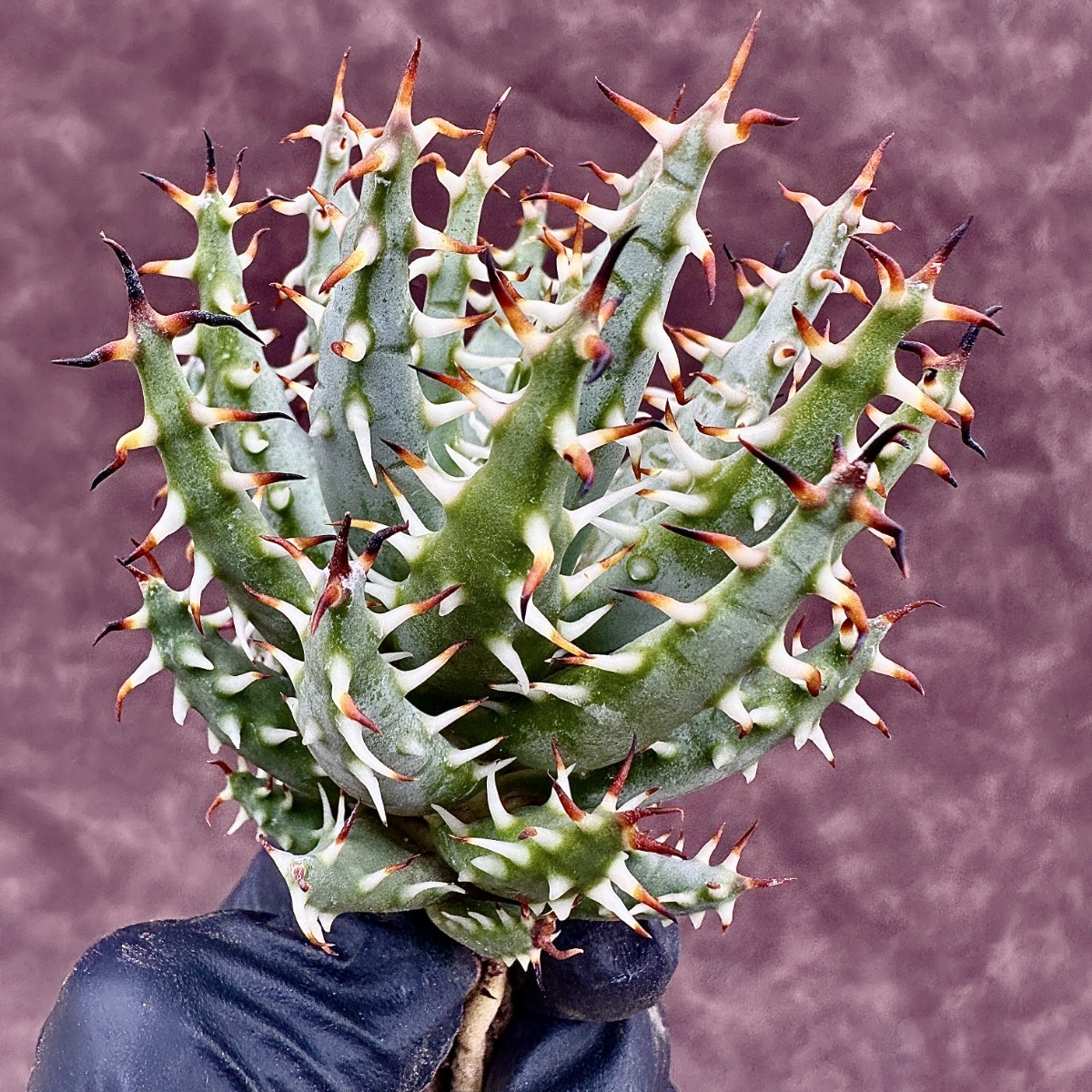 【LJ-PLANTS-28】17 限定株 アロエ　エリナケア 黒魔殿　Aloe erinaceaサボテン 黒棘 綺麗株_画像4