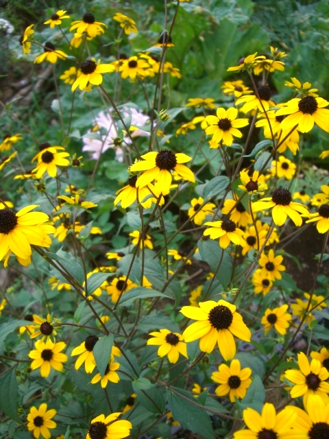 ○ルドベキア・タカオ＊耐寒性多年草＊夏の花＊花もち長くておすすめです＊１００粒＊種のみいくつでも送料73円_画像2