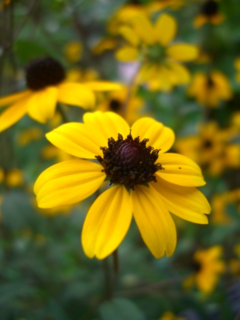 ○ルドベキア・タカオ＊耐寒性多年草＊夏の花＊花もち長くておすすめです＊１００粒＊種のみいくつでも送料73円_画像3