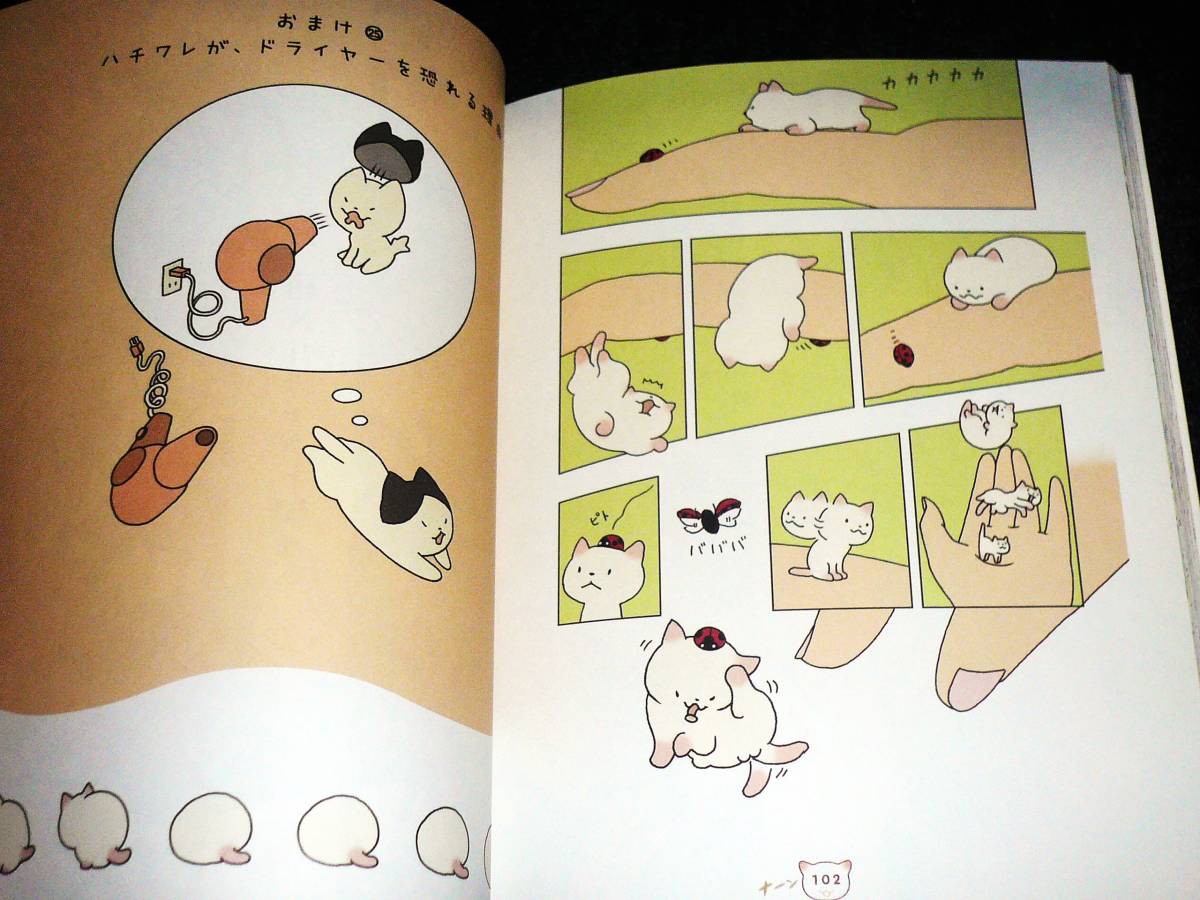 ちいさな猫を召喚できたなら 1 (ゼノンコミックス) 　★Taco (著)【050 】 _画像5