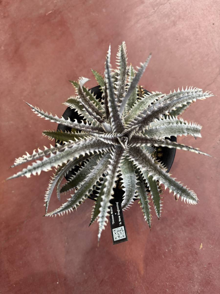 ★クリスマスセール★Dyckia 'Donna Marie' x 'A New Beginning’ _画像8